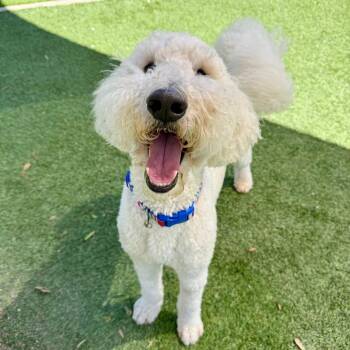 Sir Puffin -  Standard Poodle Dog for Adoption in Agoura Hills, California - Sir Puffin | PetCurious
