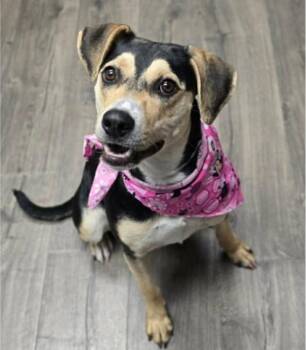 Beagle Dogs Available for Adoption in Sedalia, Colorado - Bluebell | PetCurious