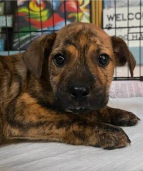 Shepherd and Catahoula Leopard Dog Dogs Available for Adoption in El Dorado, Arkansas - Adam | PetCurious