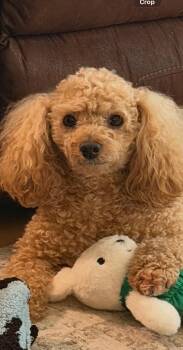 Anthony -  Poodle Dog for Adoption in Concord, North Carolina - Anthony | PetCurious