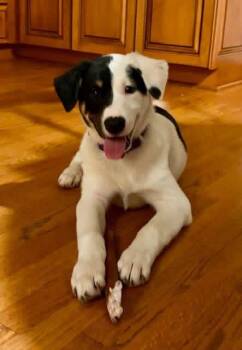 Frank -  Great Pyrenees and Labrador Retriever Dog for Adoption in Orland Park, Illinois - Frank | PetCurious