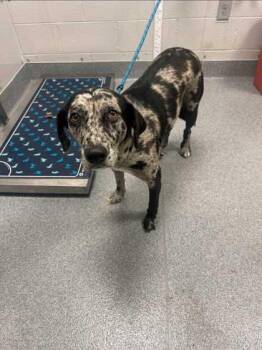 Tawna -  Catahoula Leopard Dog and Mixed Breed Dog for Adoption in Sevierville, Tennessee - Tawna | PetCurious