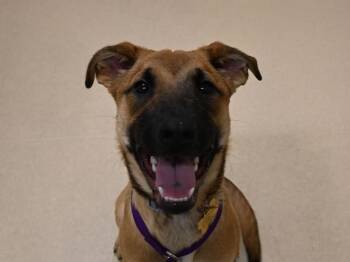 Ozzy -  Belgian Shepherd Malinois and Pit Bull Terrier Dog for Adoption in Portland, Oregon - Ozzy | PetCurious