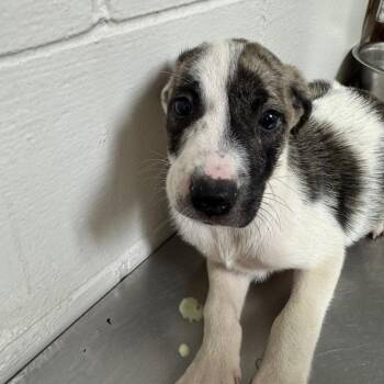 Pupperoni -  Hound Dog for Adoption in Birmingham, Alabama - Pupperoni | PetCurious