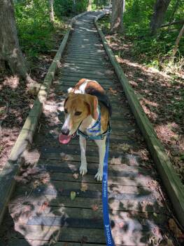 KD -  Treeing Walker Coonhound Dog for Adoption in Maidens, Virginia - KD | PetCurious