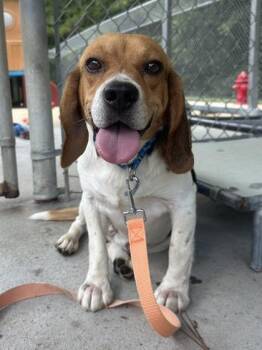 Sloppy Joe -  Beagle and Mixed Breed Dog for Adoption in King William, Virginia - Sloppy Joe | PetCurious