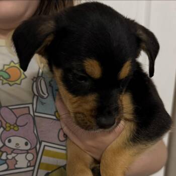 Nickelodeon -  Mixed Breed Dog for Adoption in Rockville, Maryland - Nickelodeon | PetCurious