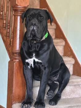 Ellie NY -  Cane Corso and Pit Bull Terrier Dog for Adoption in Rockaway, New Jersey - Ellie NY | PetCurious