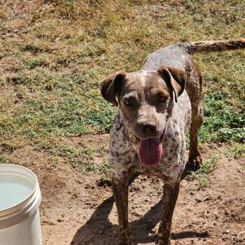 Rescue Pointer Dogs for Adoption in Midland, Texas - Marie | PetCurious