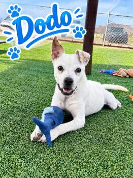 Dodo -  Mixed Breed Dog for Adoption in Truth Or Consequences, New Mexico - Dodo | PetCurious