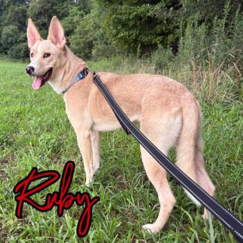 Ruby -  Husky and Labrador Retriever Dog for Adoption in Hillsboro, Ohio - Ruby | PetCurious