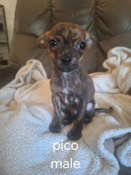 Pico -  Chihuahua Dog for Adoption in Eugene, Oregon - Pico | PetCurious