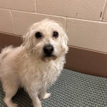 Jon Bernthal -  Terrier Dog for Adoption in Reno, Nevada - Jon Bernthal | PetCurious