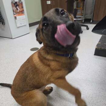 Belgian Shepherd Malinois and Mixed Breed Dogs Available for Adoption in Binghamton, New York - Daisy | PetCurious