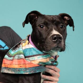 Tint -  Labrador Retriever and Mixed Breed Dog for Adoption in Atlanta, Georgia - Tint | PetCurious