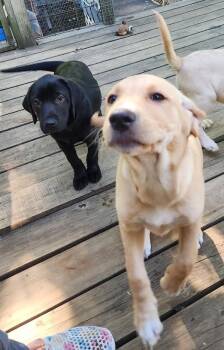 Labrador Retriever Dogs Available for Adoption in Chicopee, Massachusetts - MILLIE | PetCurious