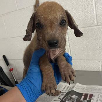 Mole -  Terrier Dog for Adoption in Edinburg, Texas - Mole | PetCurious