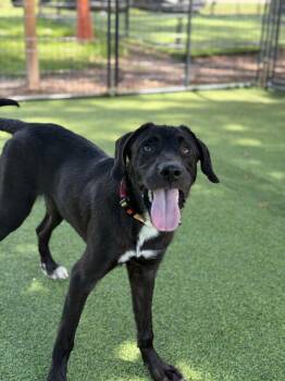 Charlie -  Labrador Retriever Dog for Adoption in Lakeland, Florida - Charlie | PetCurious