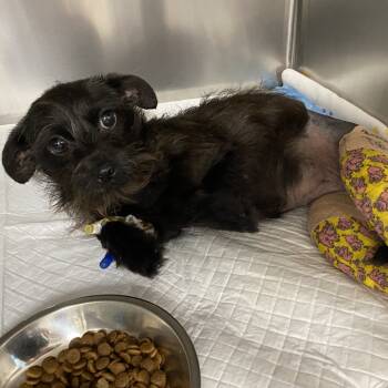 Rescue Terrier Dogs for Adoption in Houston, Texas - Starla Renee | PetCurious