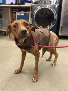 PRINCESS DIANA -  Labrador Retriever and Mixed Breed Dog for Adoption in Doral, Florida - PRINCESS DIANA | PetCurious