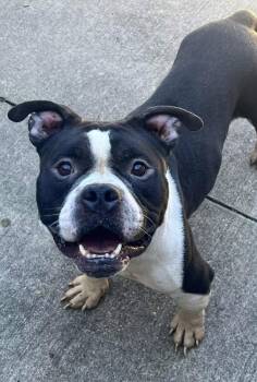 Marcello -  Pit Bull Terrier Dog for Adoption in Chicago, Illinois - Marcello | PetCurious
