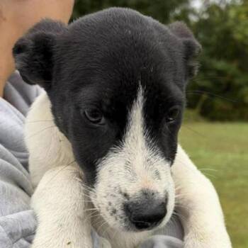 Benedict -  Husky Dog for Adoption in Ottawa Hills, Ohio - Benedict | PetCurious