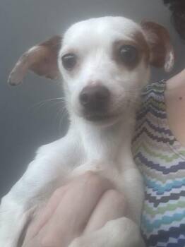 Rescue Chihuahua Dogs for Adoption in Los Angeles, California - Luna | PetCurious