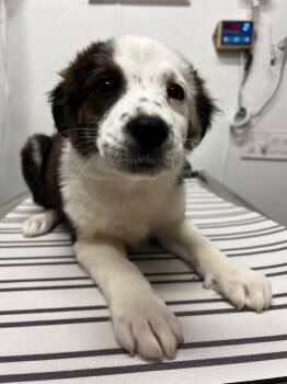 Australian Shepherd Dogs Available for Adoption - AAD New Arrival!  Daffodil - 26028 | PetCurious