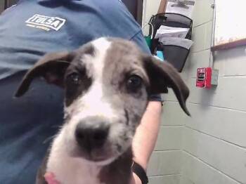 KALE -  Pit Bull Terrier and Mixed Breed Dog Available for Adoption in Tulsa, Oklahoma - KALE | PetCurious