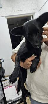 BOBBY -  Chihuahua and Italian Greyhound Dog for Adoption in El Segundo, California - BOBBY | PetCurious