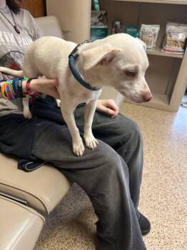 Lucky -  Chiweenie Dog Available for Adoption in Yukon, Oklahoma - Lucky | PetCurious