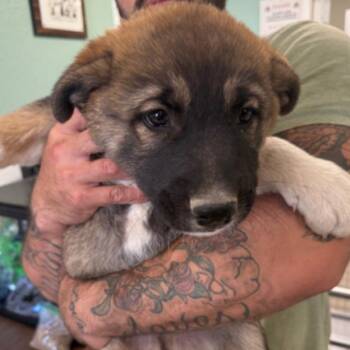 Shepherd Dogs Available for Adoption in Los Angeles, California - Joey | PetCurious