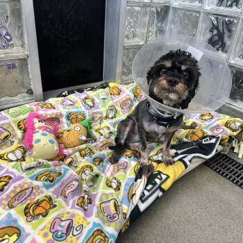 Ralph -  Mixed Breed Dog for Adoption in Pittsburgh, Pennsylvania - Ralph | PetCurious