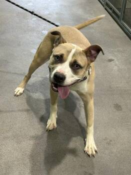 Pit Bull Terrier and Mixed Breed Dogs Available for Adoption - MIRAGE | PetCurious