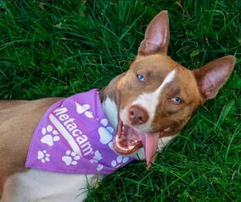 Violet -  Siberian Husky Dog for Adoption in Buffalo, New York - Violet | PetCurious