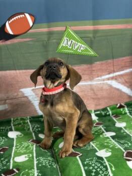 Hound and Mixed Breed Dogs Available for Adoption - Tackle | PetCurious