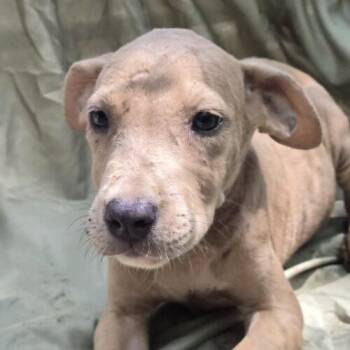 Andrew -  Pit Bull Terrier Dog for Adoption in Jackson, Louisiana - Andrew | PetCurious