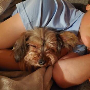 TRIPPIE -  Yorkshire Terrier Dog for Adoption in Richmond, California - TRIPPIE | PetCurious
