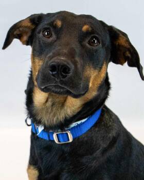 Hound and Shepherd Dogs Available for Adoption in Kennesaw, Georgia - Colt | PetCurious