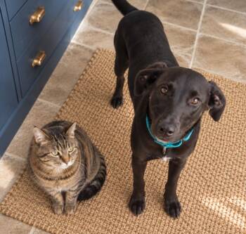 Skillet -  Black Labrador Retriever Dog for Adoption in Austin, Texas - Skillet | PetCurious