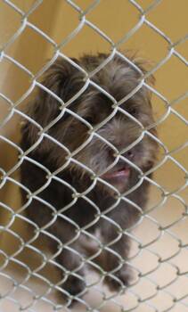 Shih Tzu Dogs Available for Adoption - Pen 169c  Sasha | PetCurious