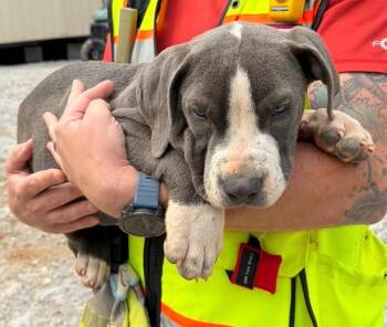 Mixed Breed Dogs Available for Adoption in Douglasville, Georgia - Lug | PetCurious