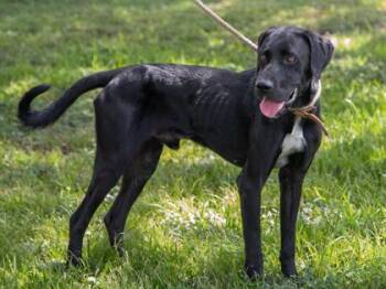 Ichabod -  Labrador Retriever and Hound Dog for Adoption in La Grange, Texas - Ichabod | PetCurious
