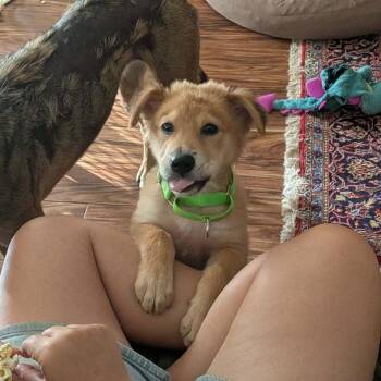 Haaland -  Golden Retriever Dog for Adoption in Klein, Texas - Haaland | PetCurious