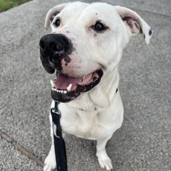 Dalton -  Pit Bull Terrier and Staffordshire Bull Terrier Dog for Adoption in Salt Lake City, Utah - Dalton | PetCurious