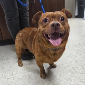 Mixed Breed Dogs Available for Adoption in Binghamton, New York - Brownie | PetCurious