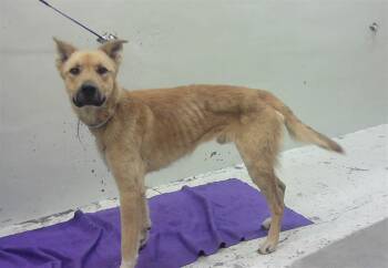 German Shepherd Dog and Mixed Breed Dogs Available for Adoption in Houston, Texas - CUJO | PetCurious