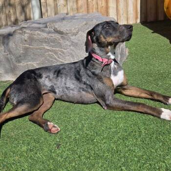 Allie -  Catahoula Leopard Dog and Redbone Coonhound Dog for Adoption - Allie | PetCurious