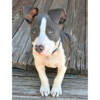 Terrier Dogs Available for Adoption in Quakertown, Pennsylvania - Chevy | PetCurious