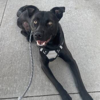 Rescue Mixed Breed Dogs for Adoption in Buffalo, Minnesota - Beau | PetCurious